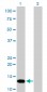 FKBP1A Antibody (monoclonal) (M01)